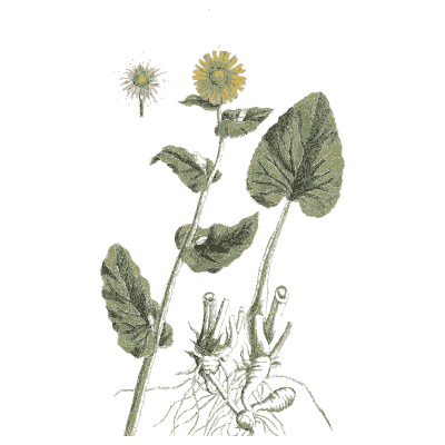Coltsfoot 03 - A Curious Herbal - 1737