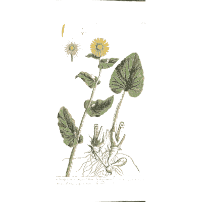 Coltsfoot 02 - A Curious Herbal - 1737