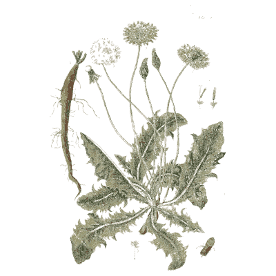 Dandelion 02 - A Curious Herbal - 1737