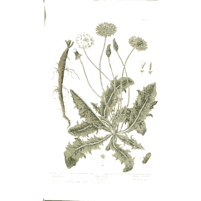 Dandelion 01 - A Curious Herbal - 1737