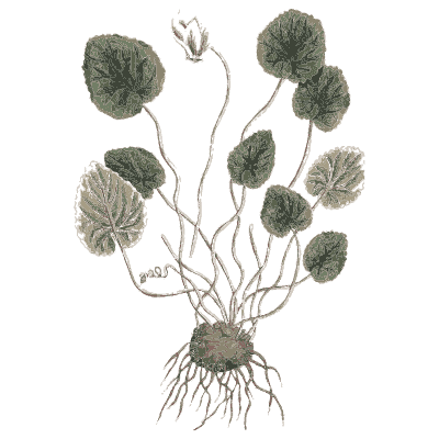Cyclamen with tuber - A Curious Herbal - 1737