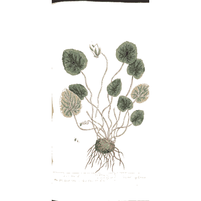 Asarabacca - A Curious Herbal - 1737