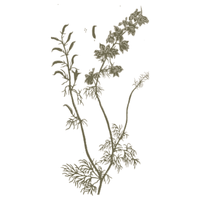 Feathery-leaved herb - A Curious Herbal - 1737