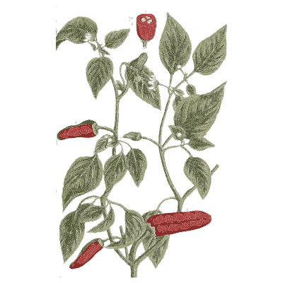 Chilli pepper - A Curious Herbal - 1737