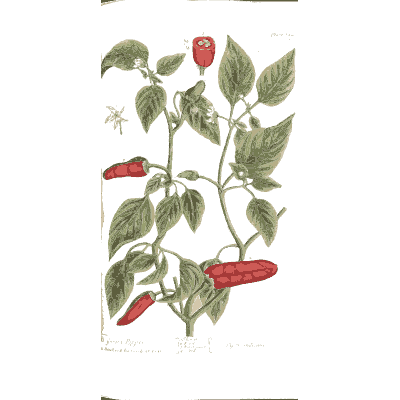 Chilli pepper plant - A Curious Herbal - 1737