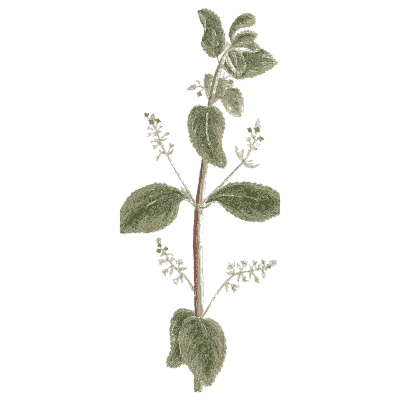 Herb with catkin-like flower spikes - A Curious Herbal - 1737