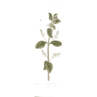 Mint 02 - A Curious Herbal - 1737