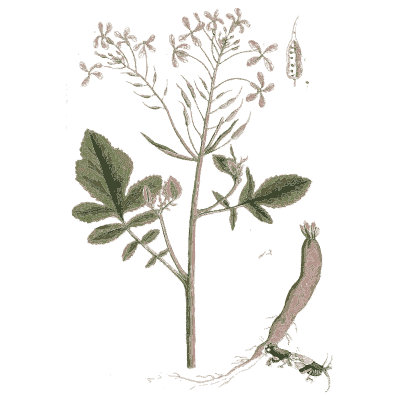 Radish - A Curious Herbal - 1737