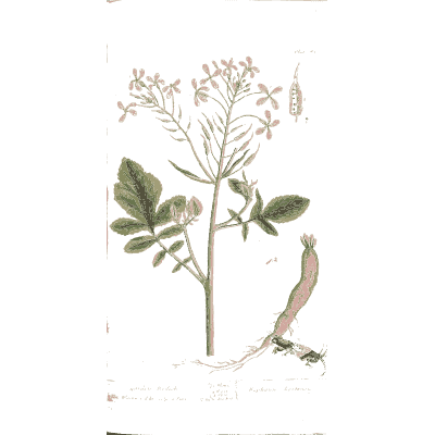 Garden radish - A Curious Herbal - 1737