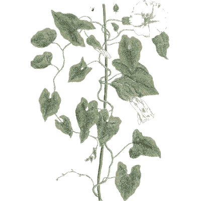 Bindweed - A Curious Herbal - 1737