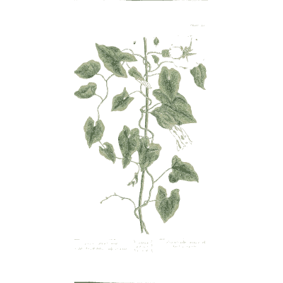 Bindweed with white flower 02 - A Curious Herbal - 1737