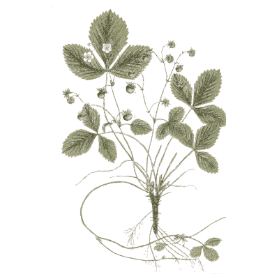 Wild strawberry 02 - A Curious Herbal - 1737