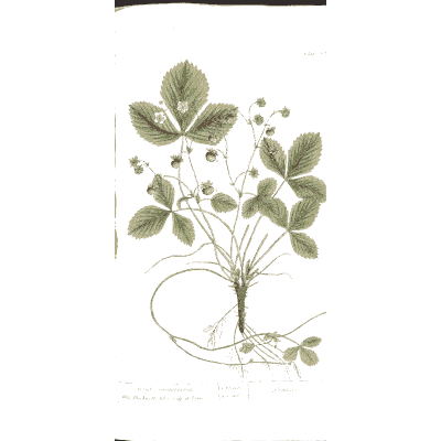 Wild strawberry 01 - A Curious Herbal - 1737