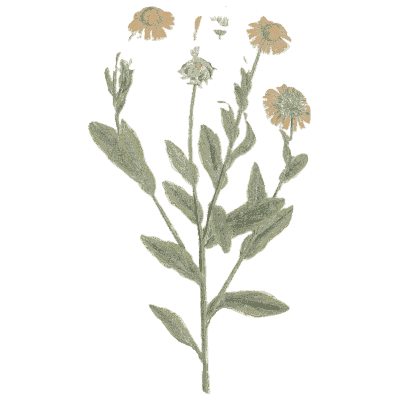 Pot marigold 02 - A Curious Herbal - 1737