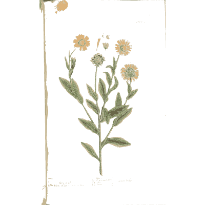 Pot marigold 01 - A Curious Herbal - 1737