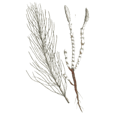Horsetail 03 - A Curious Herbal - 1737