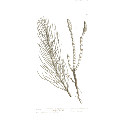 Horsetail 02 - A Curious Herbal - 1737