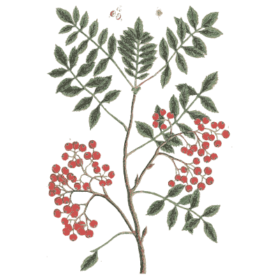 Rowan - A Curious Herbal - 1737