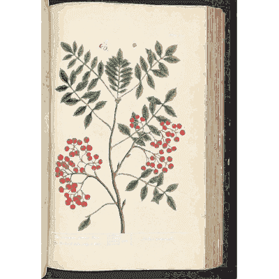 Rowan branch with berries - A Curious Herbal - 1737