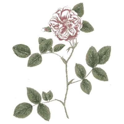Damask rose 03 - A Curious Herbal - 1737