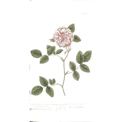 Damask rose 02 - A Curious Herbal - 1737