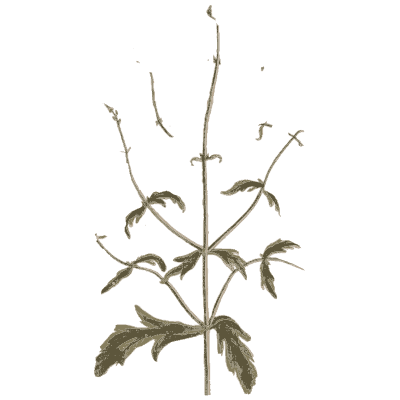 Sparse branching herb - A Curious Herbal - 1737