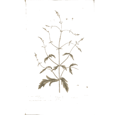 Trailing vine with divided leaves 02 - A Curious Herbal - 1737