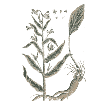 Dock - A Curious Herbal - 1737