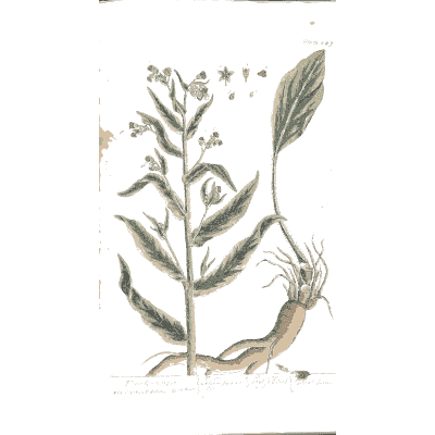 Rough-leaved herb with root 02 - A Curious Herbal - 1737