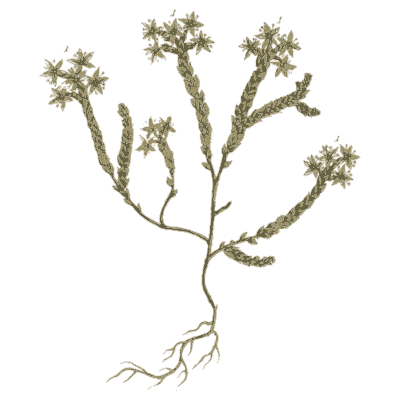 Stonecrop 02 - A Curious Herbal - 1737