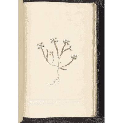 Stonecrop 01 - A Curious Herbal - 1737
