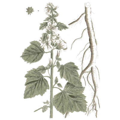 Marsh mallow - A Curious Herbal - 1737