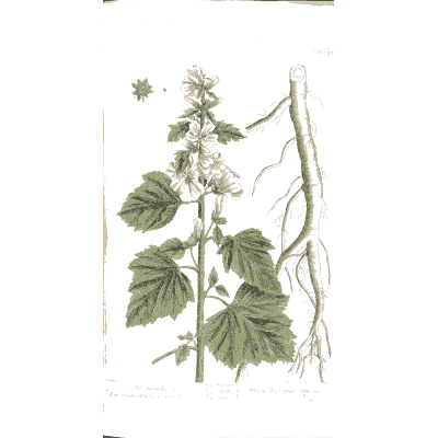 Marsh mallow with root - A Curious Herbal - 1737