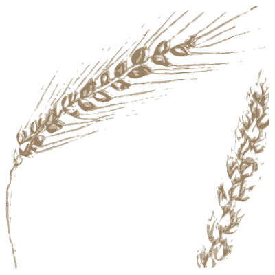 Ears of wheat - A Curious Herbal - 1737