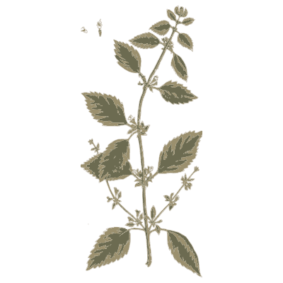 Herb with paired leaves - A Curious Herbal - 1737