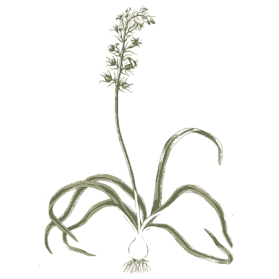 Bulb plant with white flower spike - A Curious Herbal - 1737