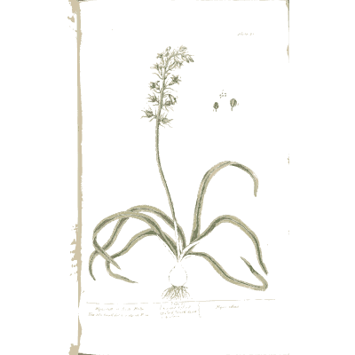 Grassy plant with flower spike 01 - A Curious Herbal - 1737