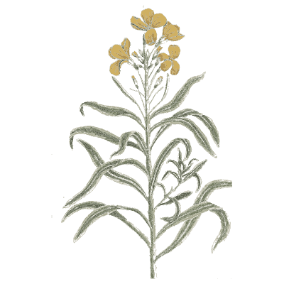 Wallflower 02 - A Curious Herbal - 1737