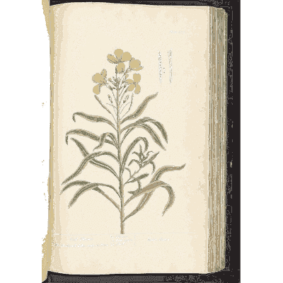 Wallflower 01 - A Curious Herbal - 1737