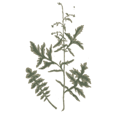 Mugwort - A Curious Herbal - 1737