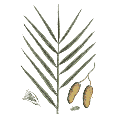 Date palm frond with dates 02 - A Curious Herbal - 1737