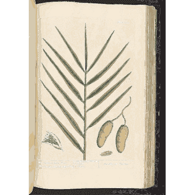 Date palm frond with dates 01 - A Curious Herbal - 1737