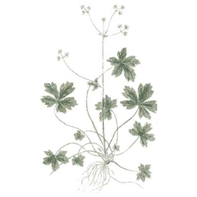 Cinquefoil - A Curious Herbal - 1737