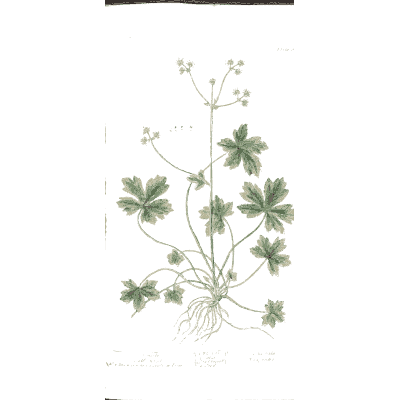 Lobed-leaved herb with root 02 - A Curious Herbal - 1737