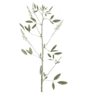 Melilot - A Curious Herbal - 1737