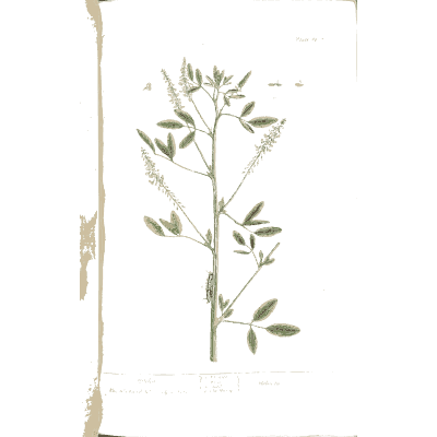 Slender herb with flower spikes 02 - A Curious Herbal - 1737