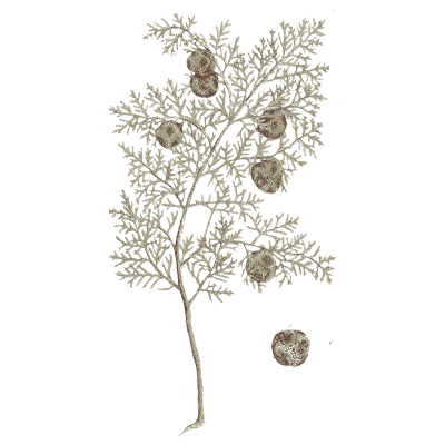Cypress with cones - A Curious Herbal - 1737