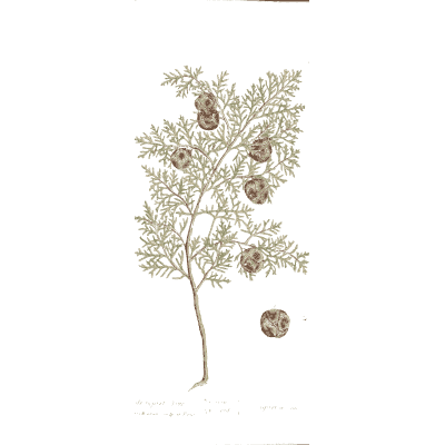Cypress branch with cones - A Curious Herbal - 1737