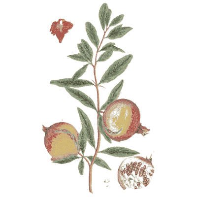 Pomegranate - A Curious Herbal - 1737