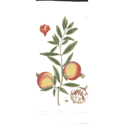 Pomegranate branch with fruit - A Curious Herbal - 1737